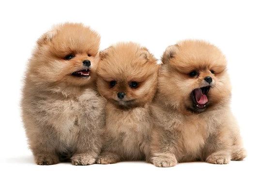 [Pomeranian & Chihuahua] Saturday 27th of July - Puppy Studio